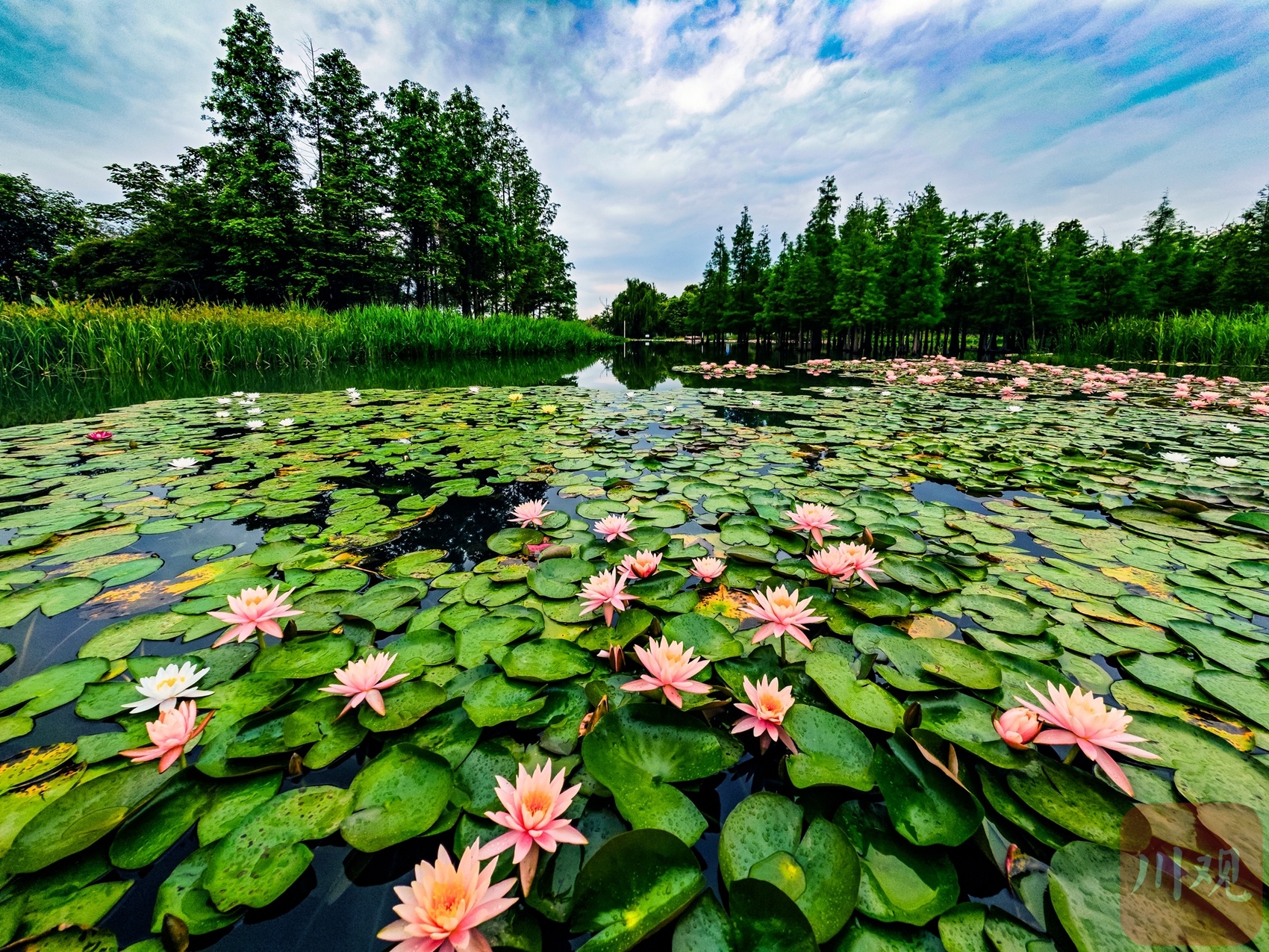 白鹭湾睡莲绽放 仿佛来到莫奈的花园
