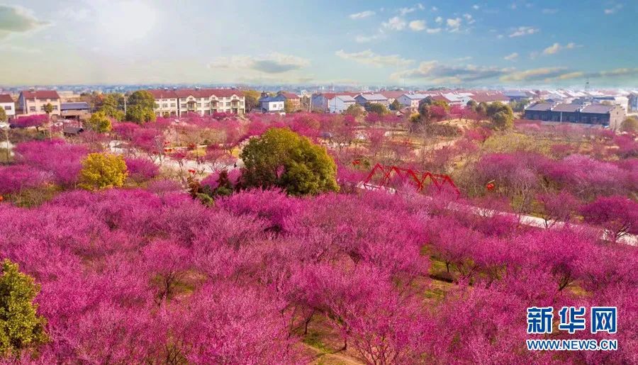 荆州市荆州区八岭山镇铜岭村恒荣梅园(荆州市委宣传部供图)