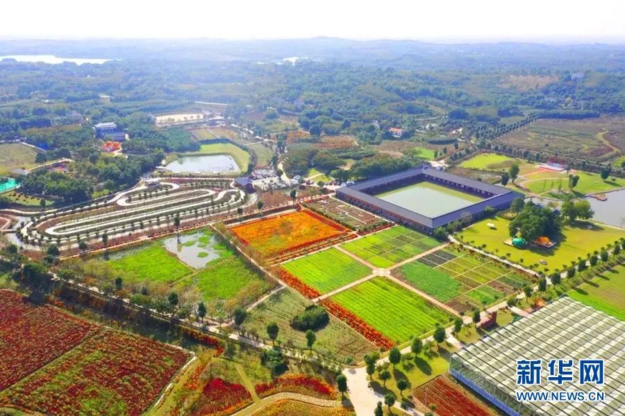 铜铃岗蔬菜主题公园(荆州市委宣传部供图)