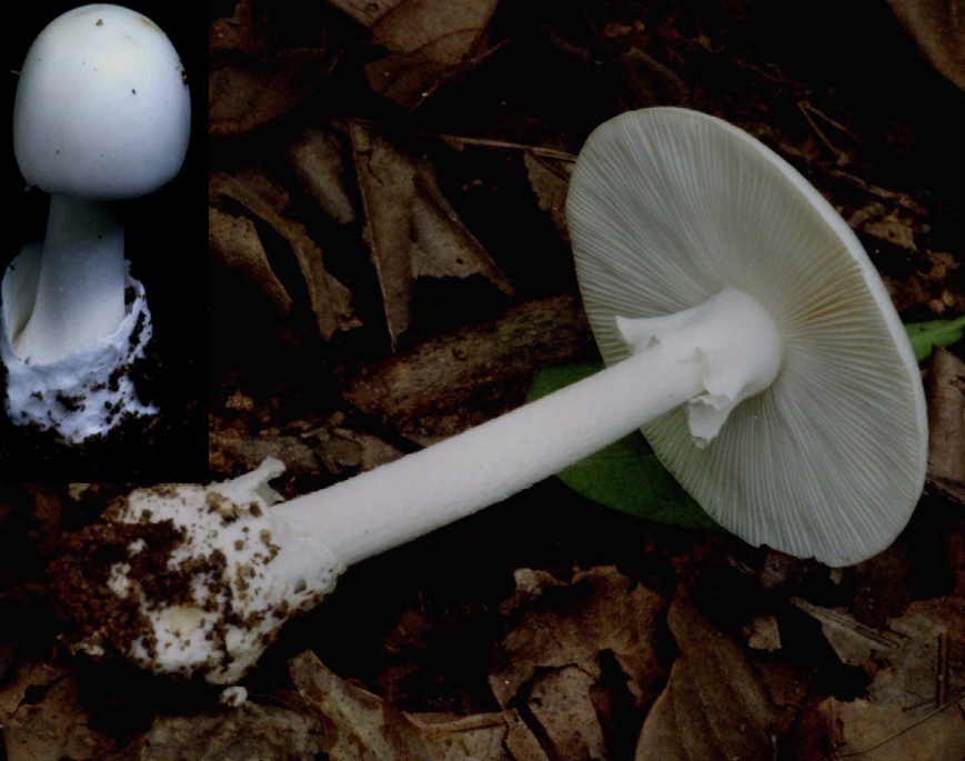 提醒!云南常见毒蘑菇图鉴|毒蘑菇_新浪财经_新浪网