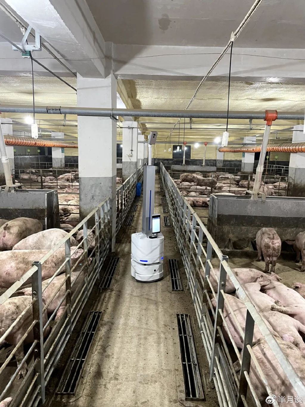 天蓬集团的自动巡检机器人在巡查记录猪生长状况