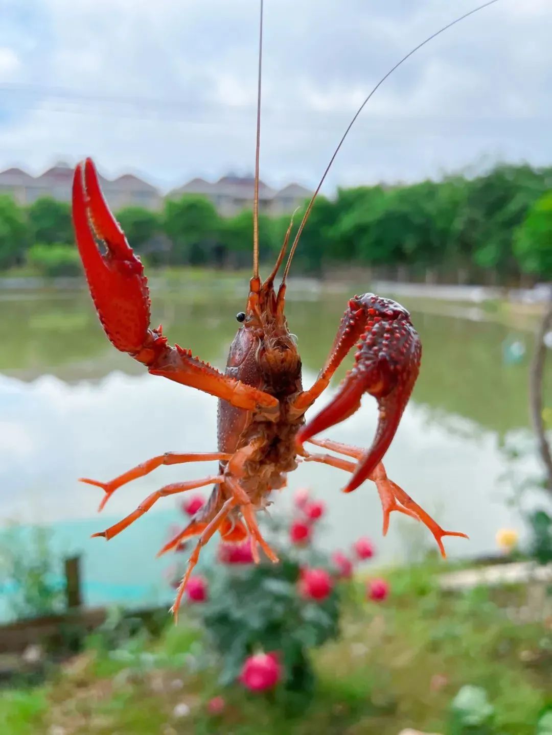 乡村撒欢营:钓小龙虾 制作叫花鸡 古法腌咸鸭蛋…这样的童年给我来一
