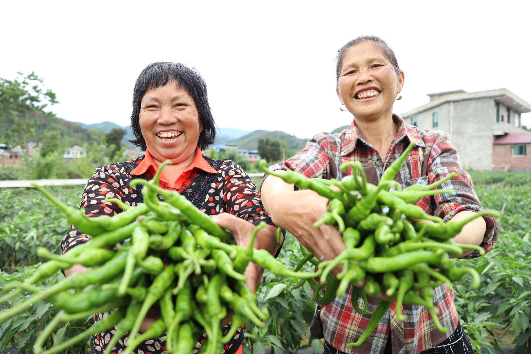 贵州三都:2.8万亩早春辣椒抢"鲜"上市|贵州省_新浪财经_新浪网