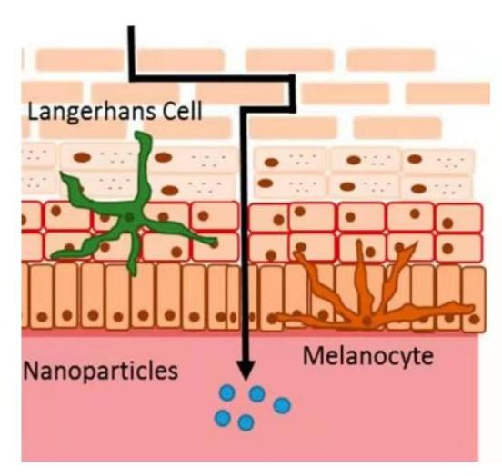 (箭头方向为“油萃红景天”更好渗透示意图)