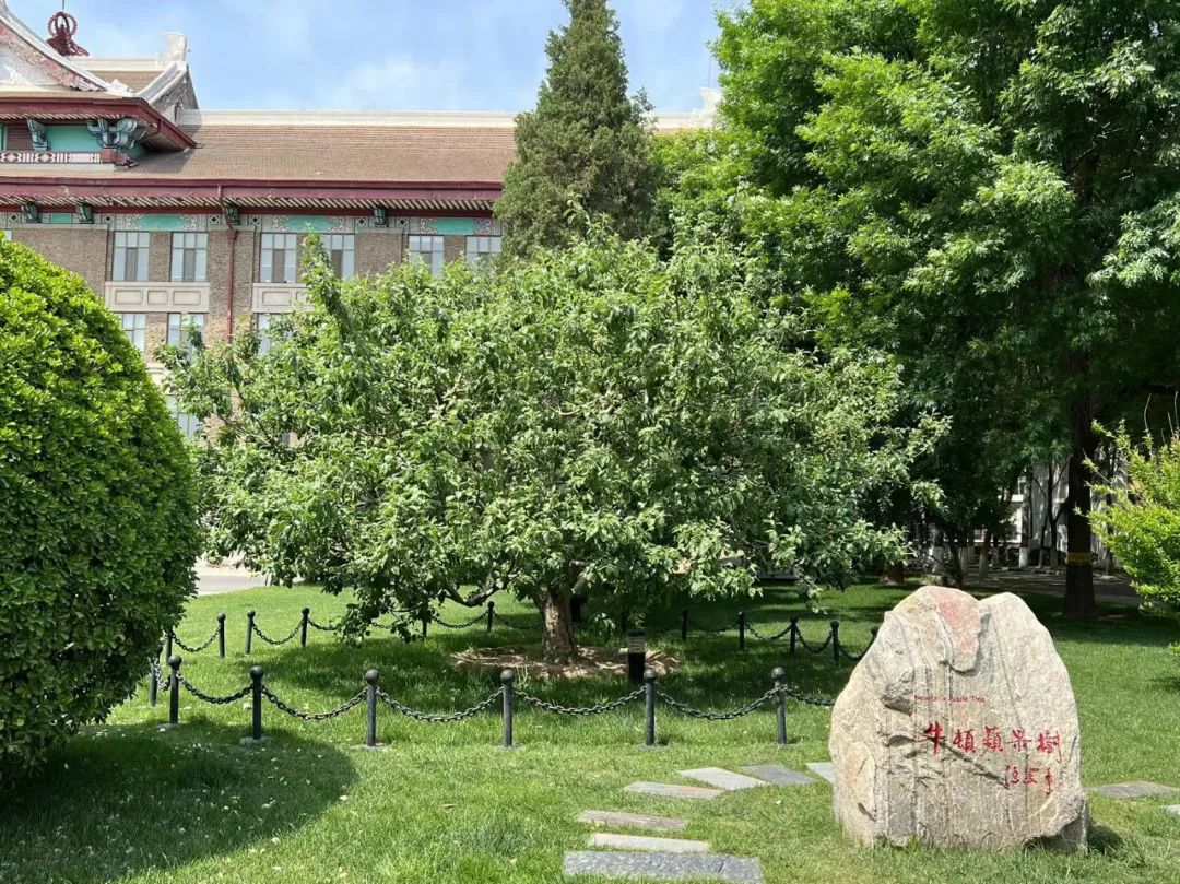 天津大学卫津路校区第九教学楼前的"牛顿苹果树"