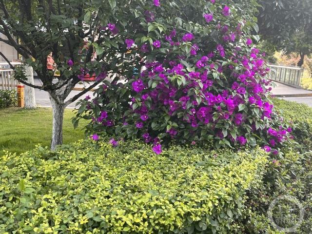 进入初夏,重庆路边绿化带中的三角梅盛放.