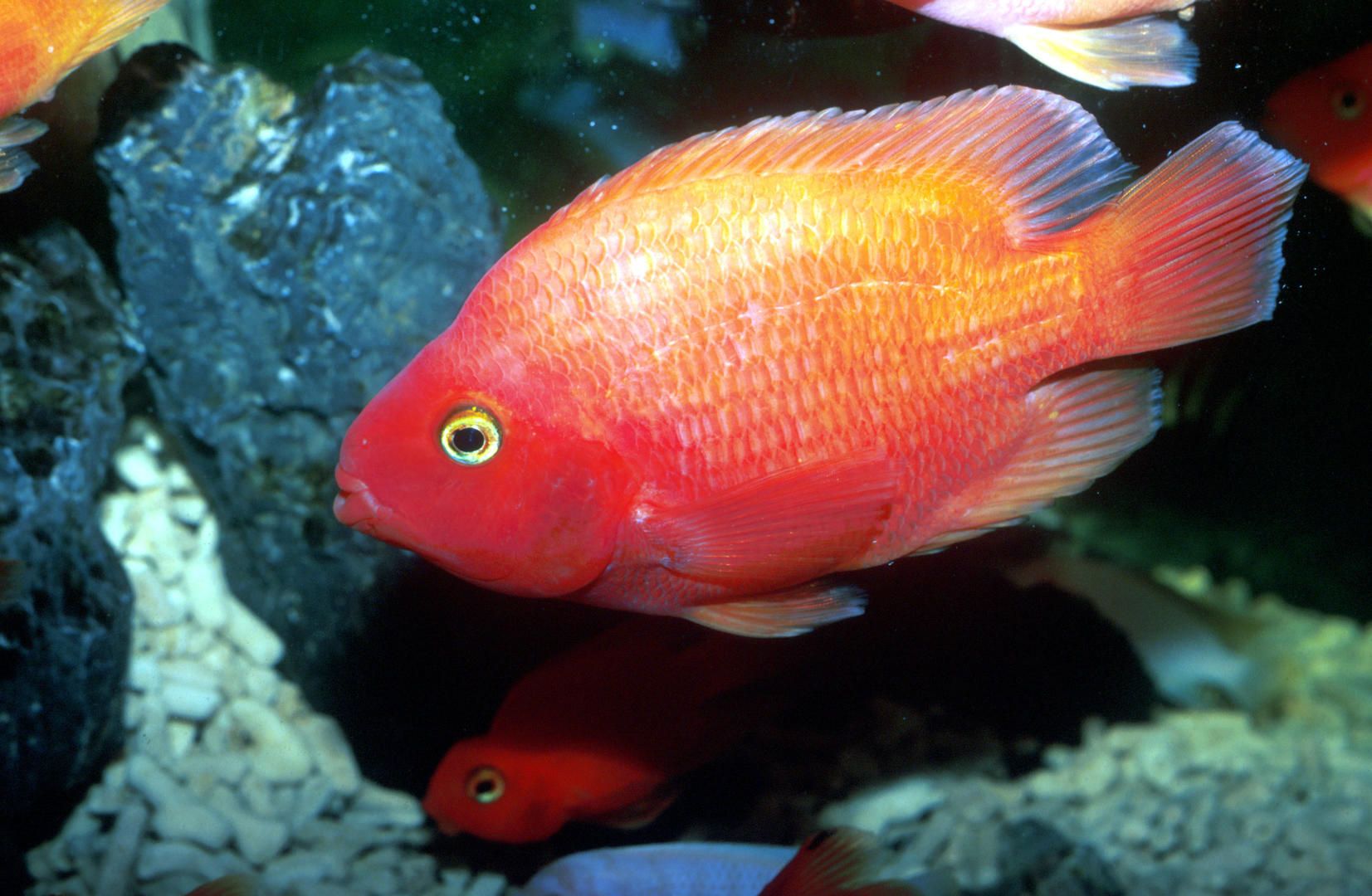 漂亮的血鹦鹉鱼靠从小打针变色,遭了不少罪 专家:染色和手术影响动物