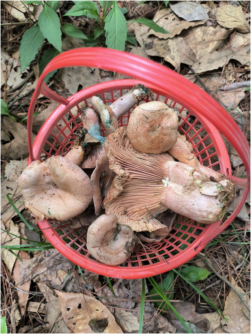 怀宁马庙镇:乡间生态佳 品尝好美味|草菇_新浪财经_新浪网