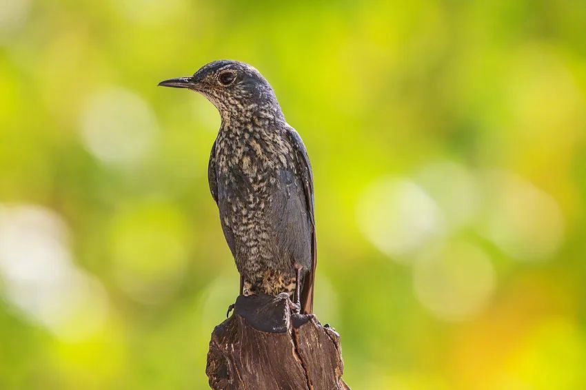 画眉鸟(资料图片)