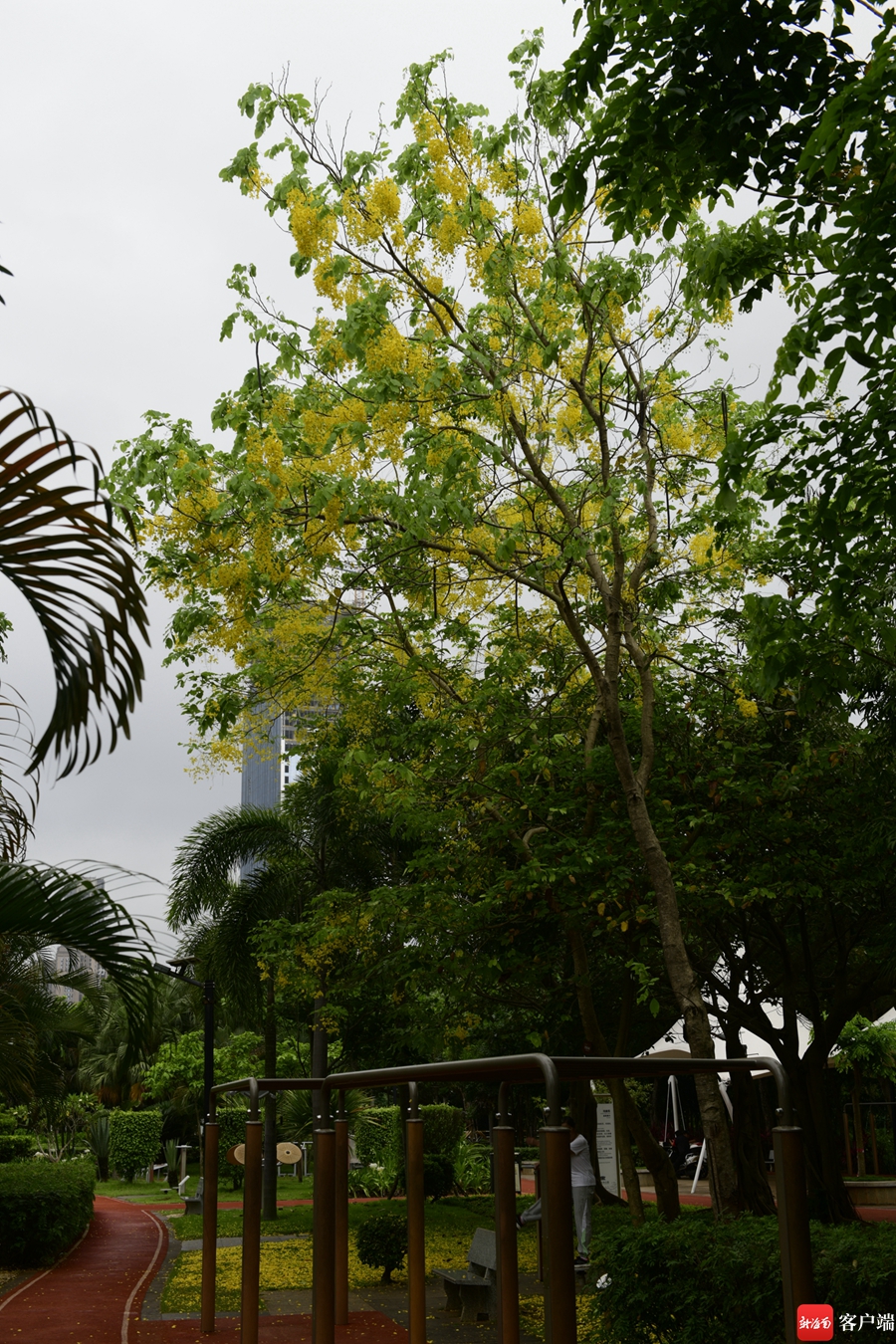 5月,海口市区的腊肠树进入盛花期.记者 陈卫东摄