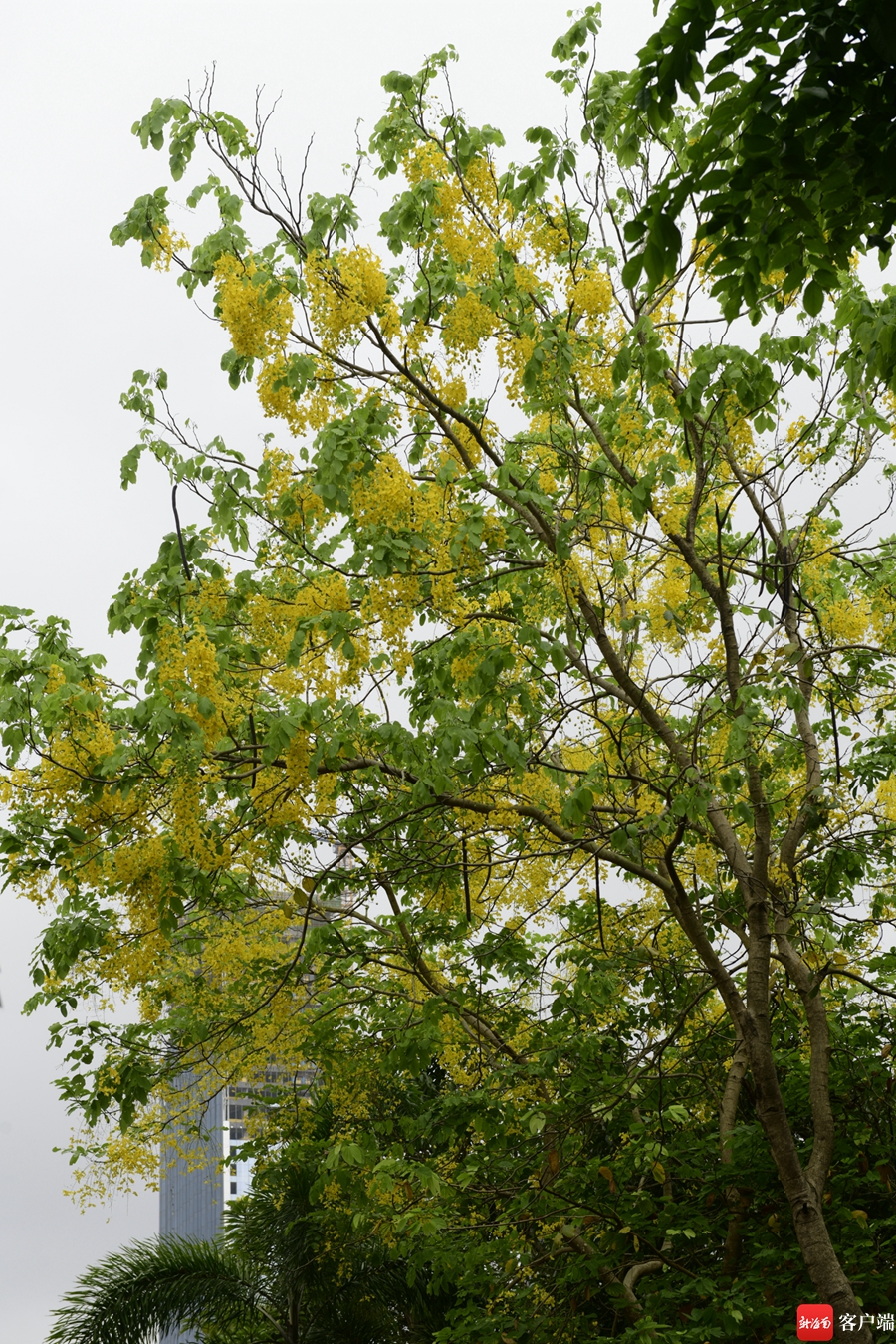5月,海口市区的腊肠树进入盛花期.记者 陈卫东摄