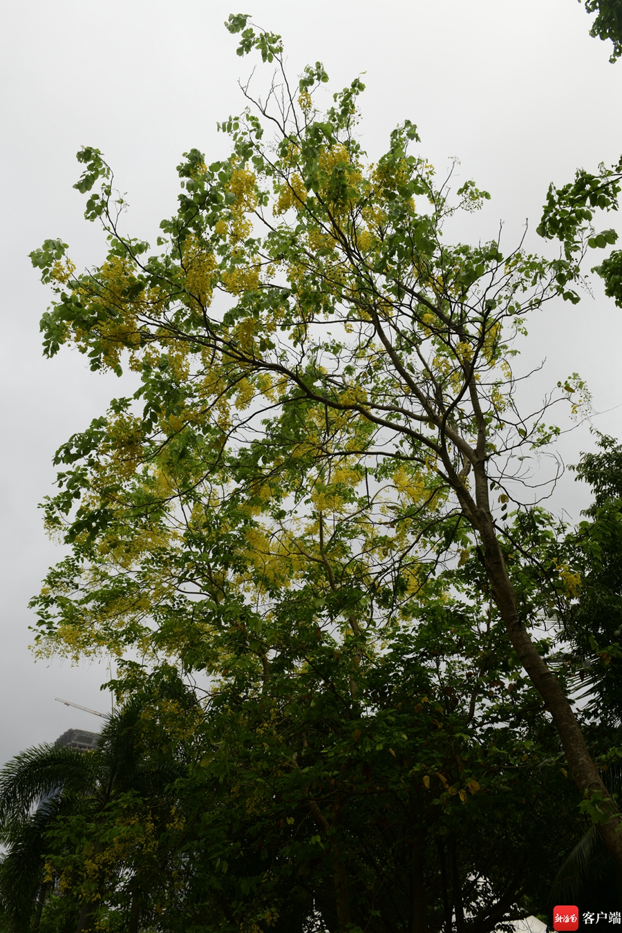 5月,海口市区的腊肠树进入盛花期.记者 陈卫东摄