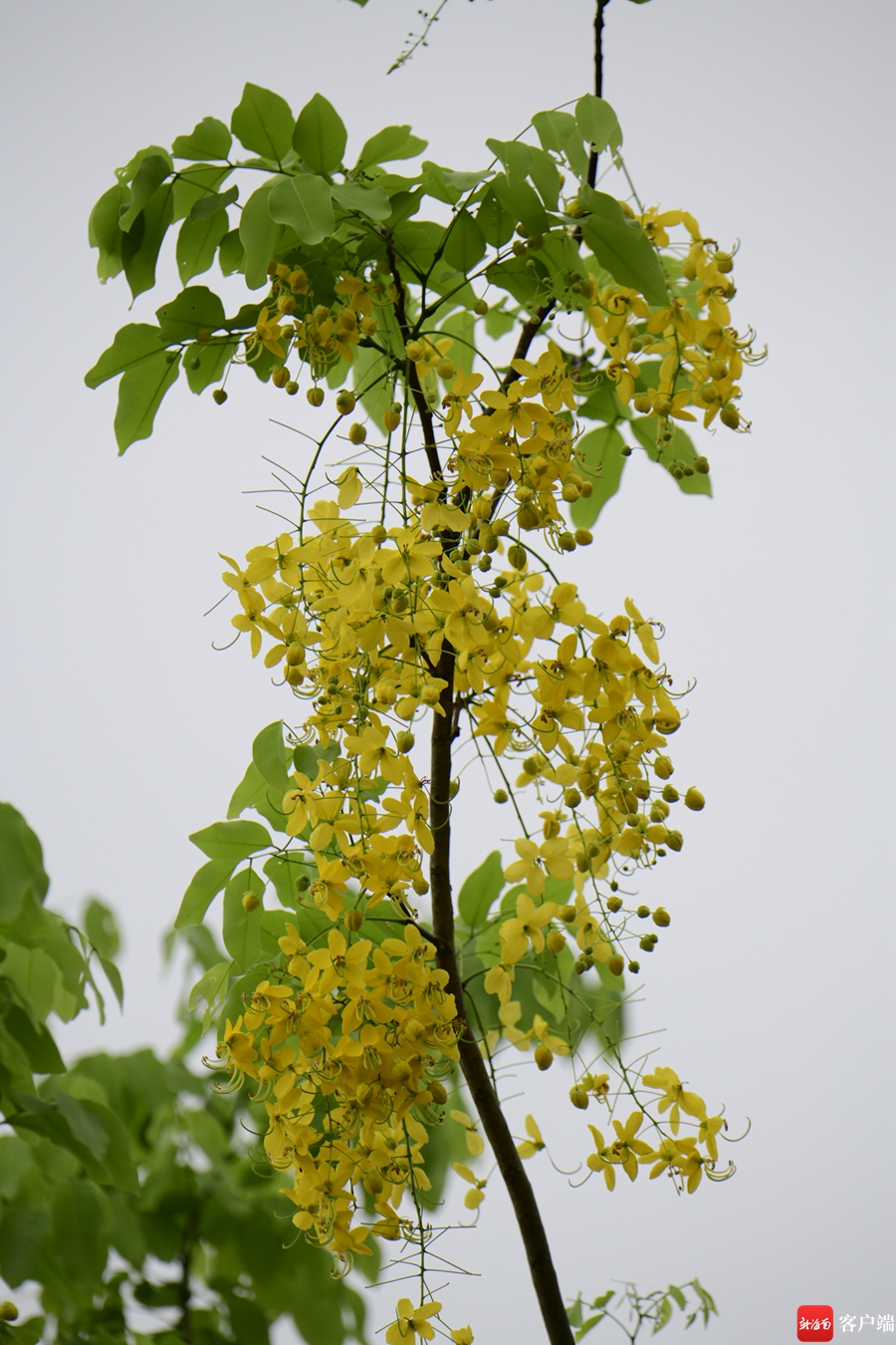 5月,海口市区的腊肠树进入盛花期.记者 陈卫东摄