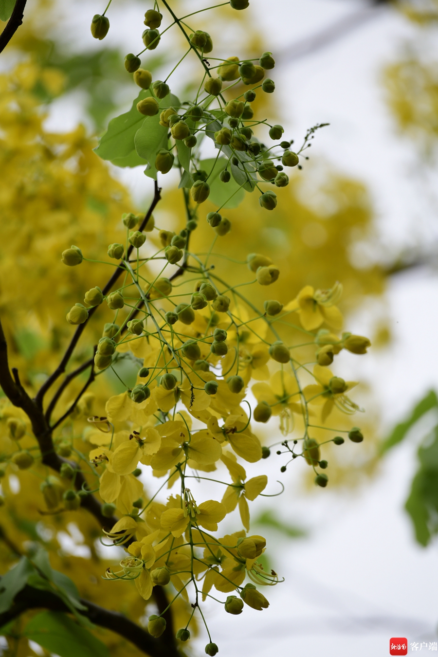 5月,海口市区的腊肠树进入盛花期.记者 陈卫东摄