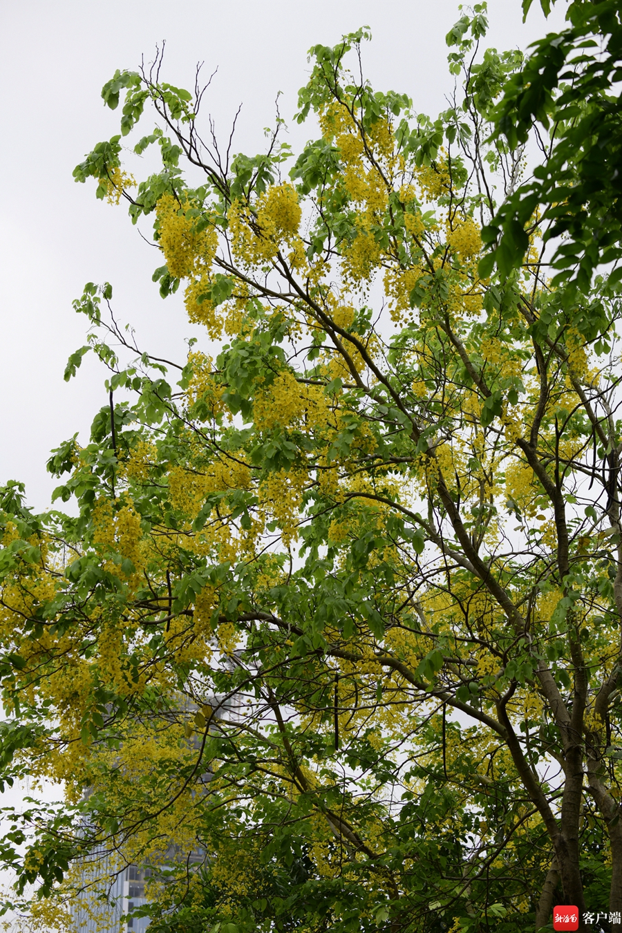 5月,海口市区的腊肠树进入盛花期.记者 陈卫东摄
