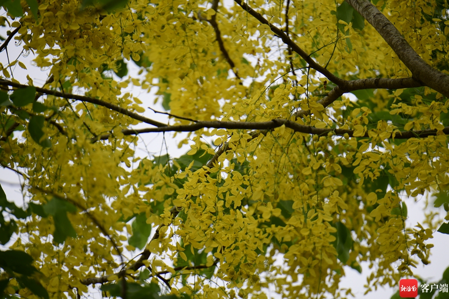 5月,海口市区的腊肠树进入盛花期.记者 陈卫东摄