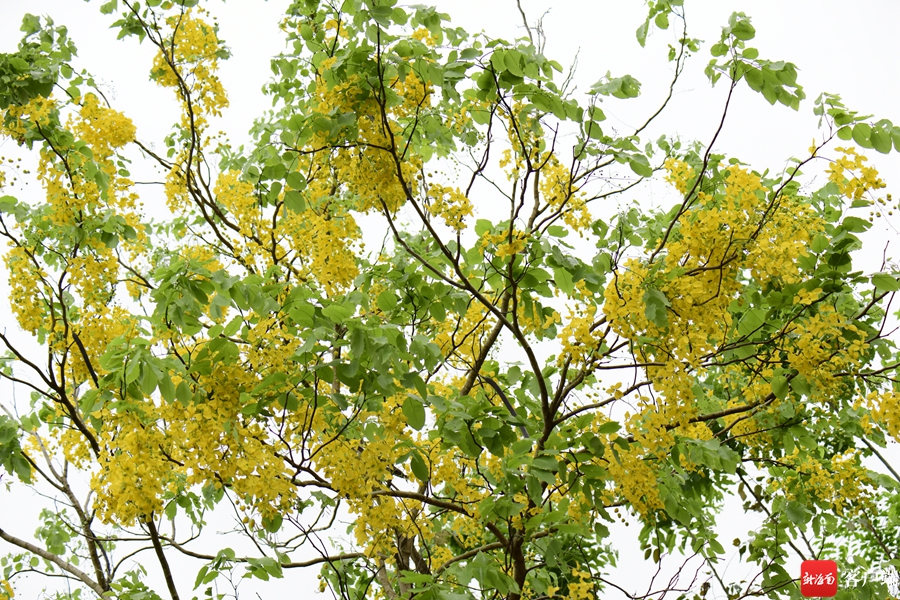 5月,海口市区的腊肠树进入盛花期.记者 陈卫东摄