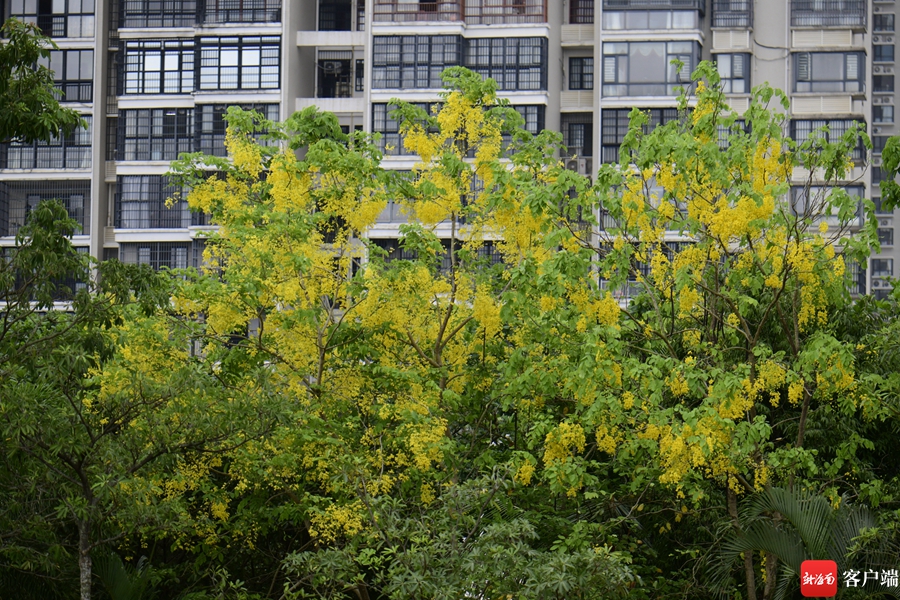 5月,海口市区的腊肠树进入盛花期.记者 陈卫东摄