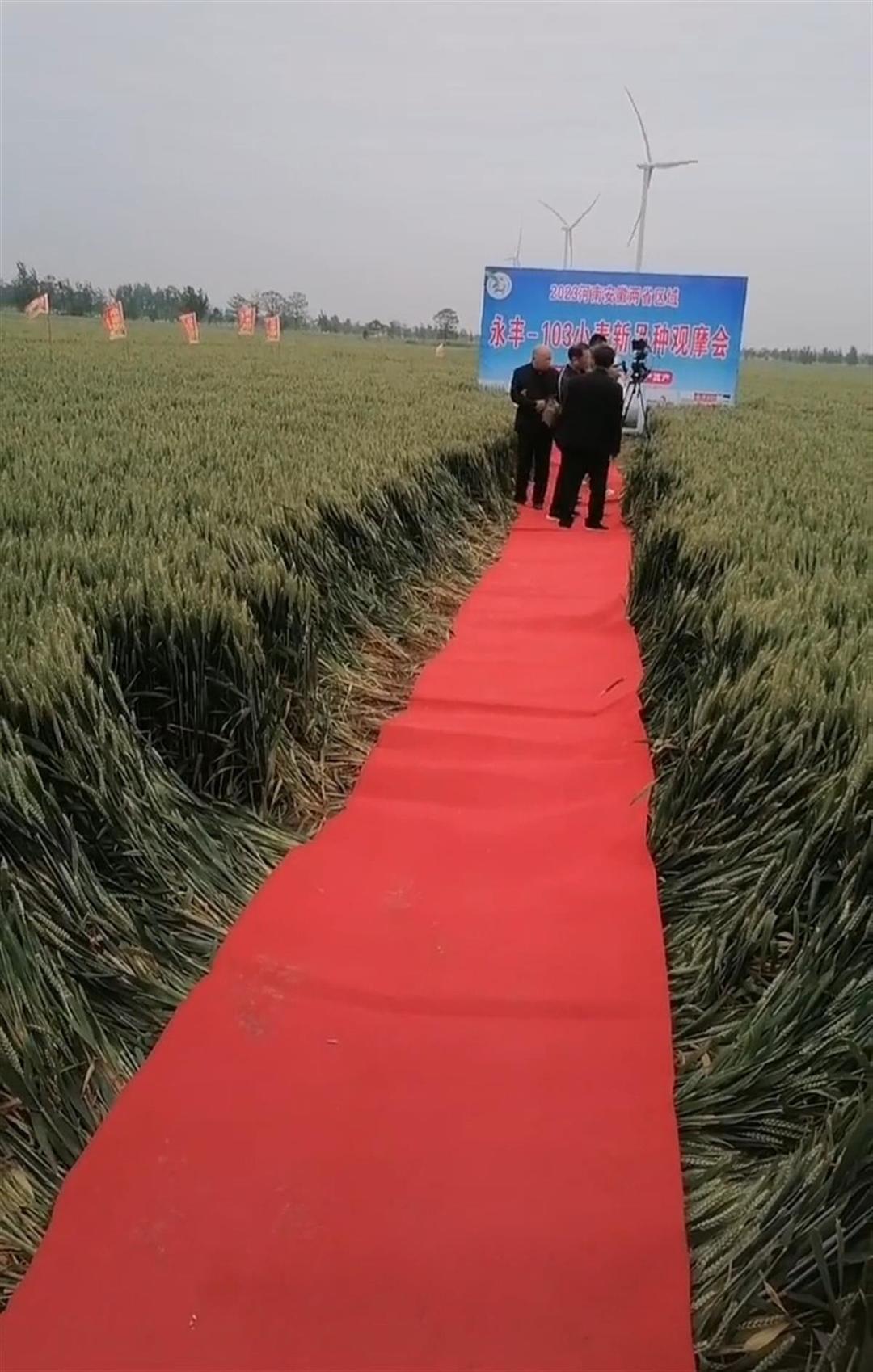 ↑被红毯压伏的麦子（视频截图）