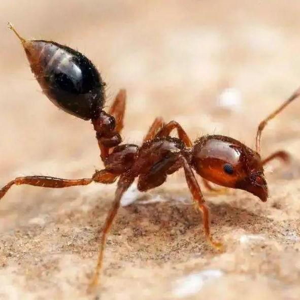 这些都是外来入侵物种,看到请填写问卷~_新浪财经_新浪网