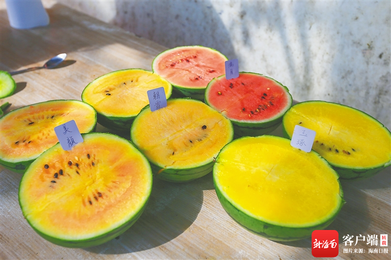 技术人员在三亚培育出的"彩虹"西瓜. 海南日报记者 王程龙 摄