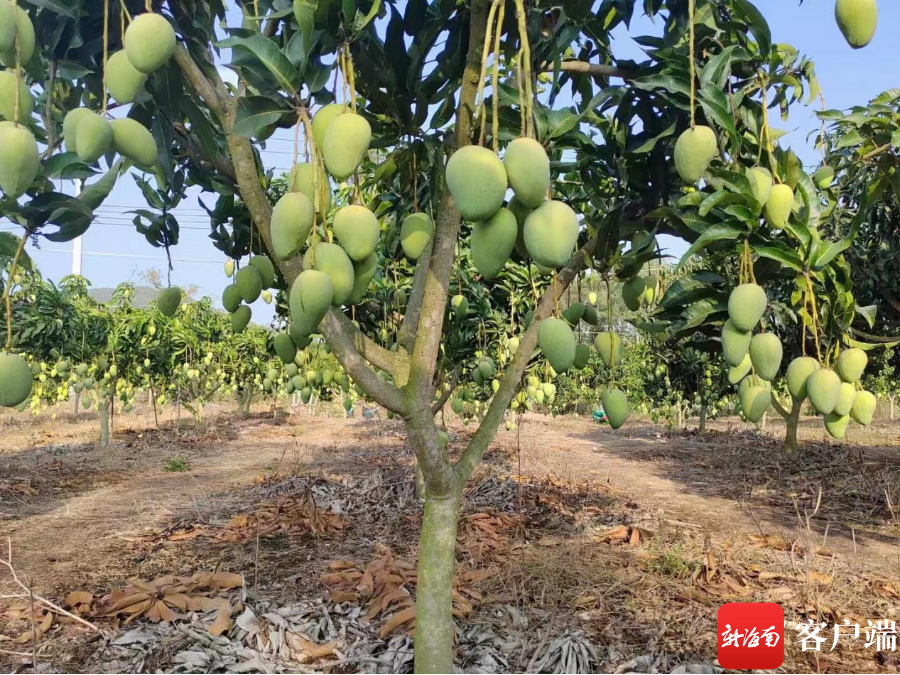 芒果树上硕果累累,挂满枝头.峨沟村委会供图