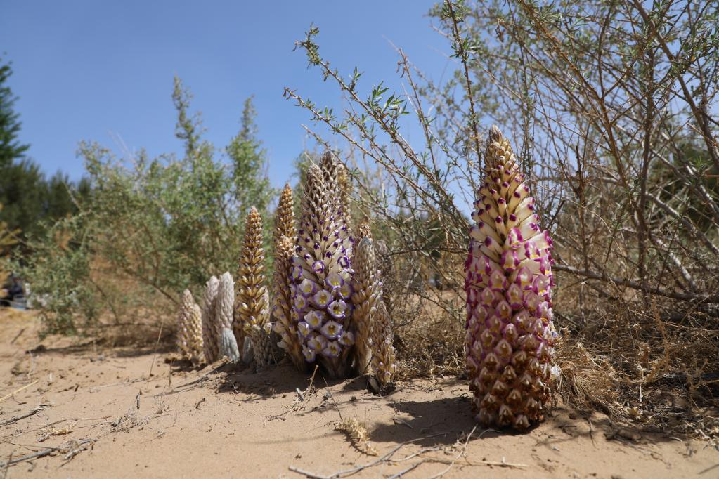 这是乌兰布和沙漠试种的四翅滨藜肉苁蓉.新华社记者李云平 摄