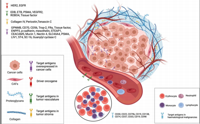 &nbsp; &nbsp;图2&nbsp;肿瘤细胞最常用的靶抗原和肿瘤微环境示意