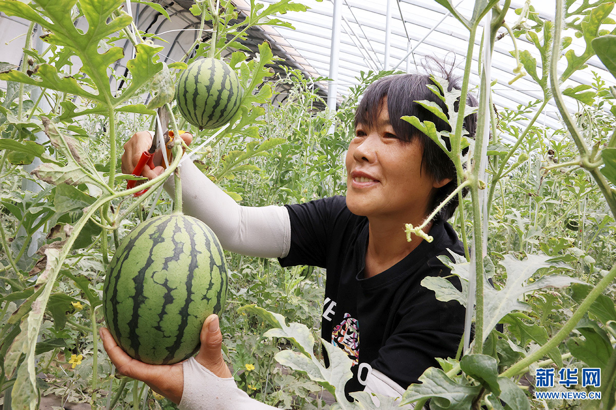 瓜农采摘西瓜.新华网发 李世强摄