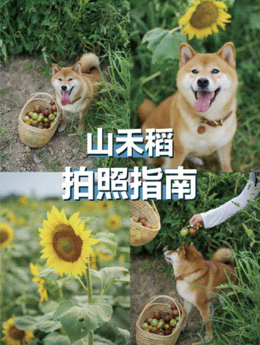 （部分图片来源网络侵删）
