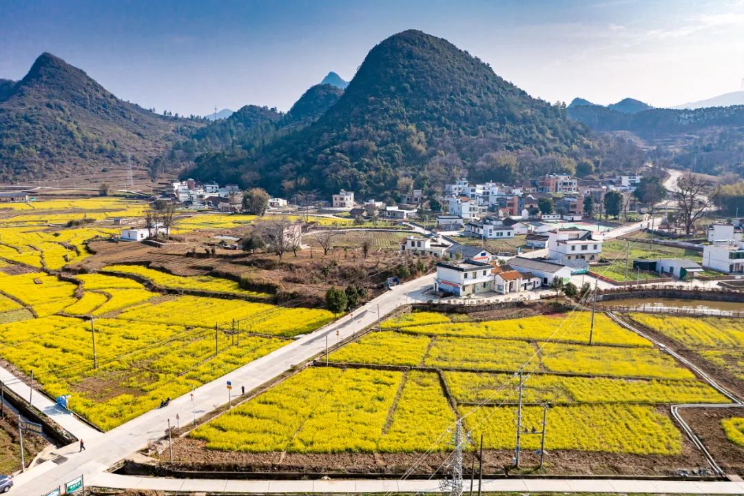 2023 年 2 月 ,位于阳山县大崀镇沙田村的大片油菜花盛开.