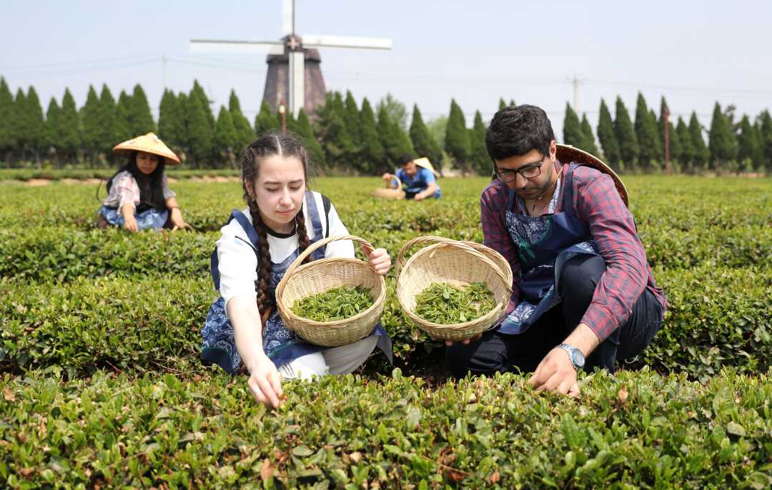 巴基斯坦可以种茶叶吗吗（巴基斯坦莳植
水果的有利气候

条件）