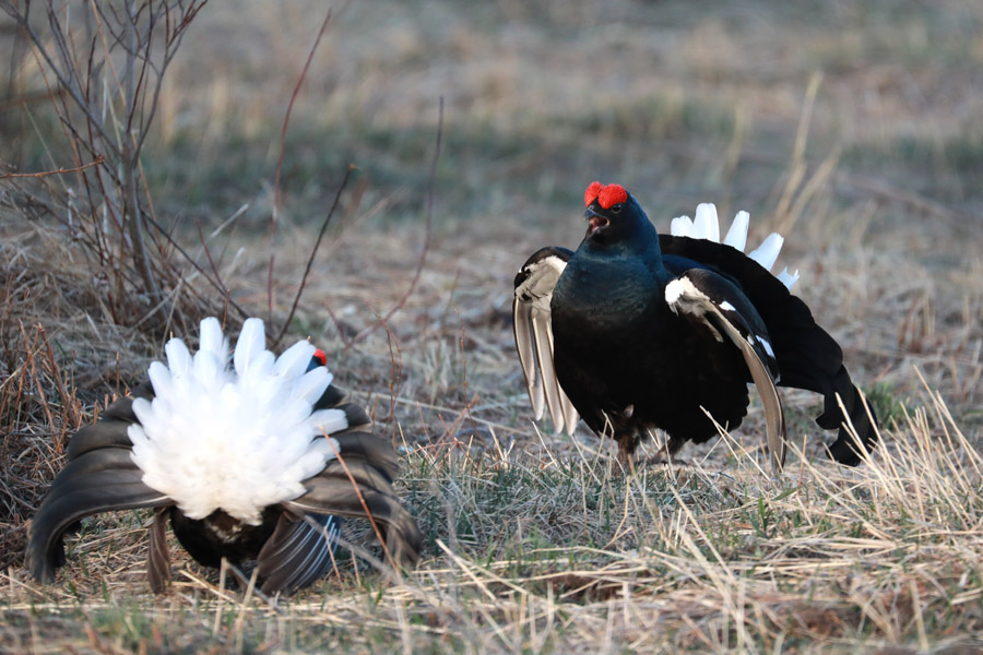 这是在塞罕坝国家森林公园拍摄的黑琴鸡.新华网发 王龙 摄