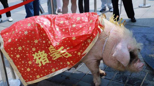 快来看看这两头"最美荣昌猪"!