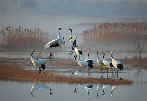 盐城丹顶鹤湿地生态旅游区