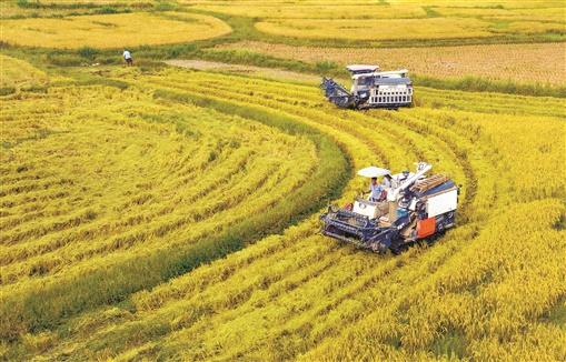 "铁牛"加速跑 还需跨过"三道坎"——湖南农业机械化调查(推广篇)|农机