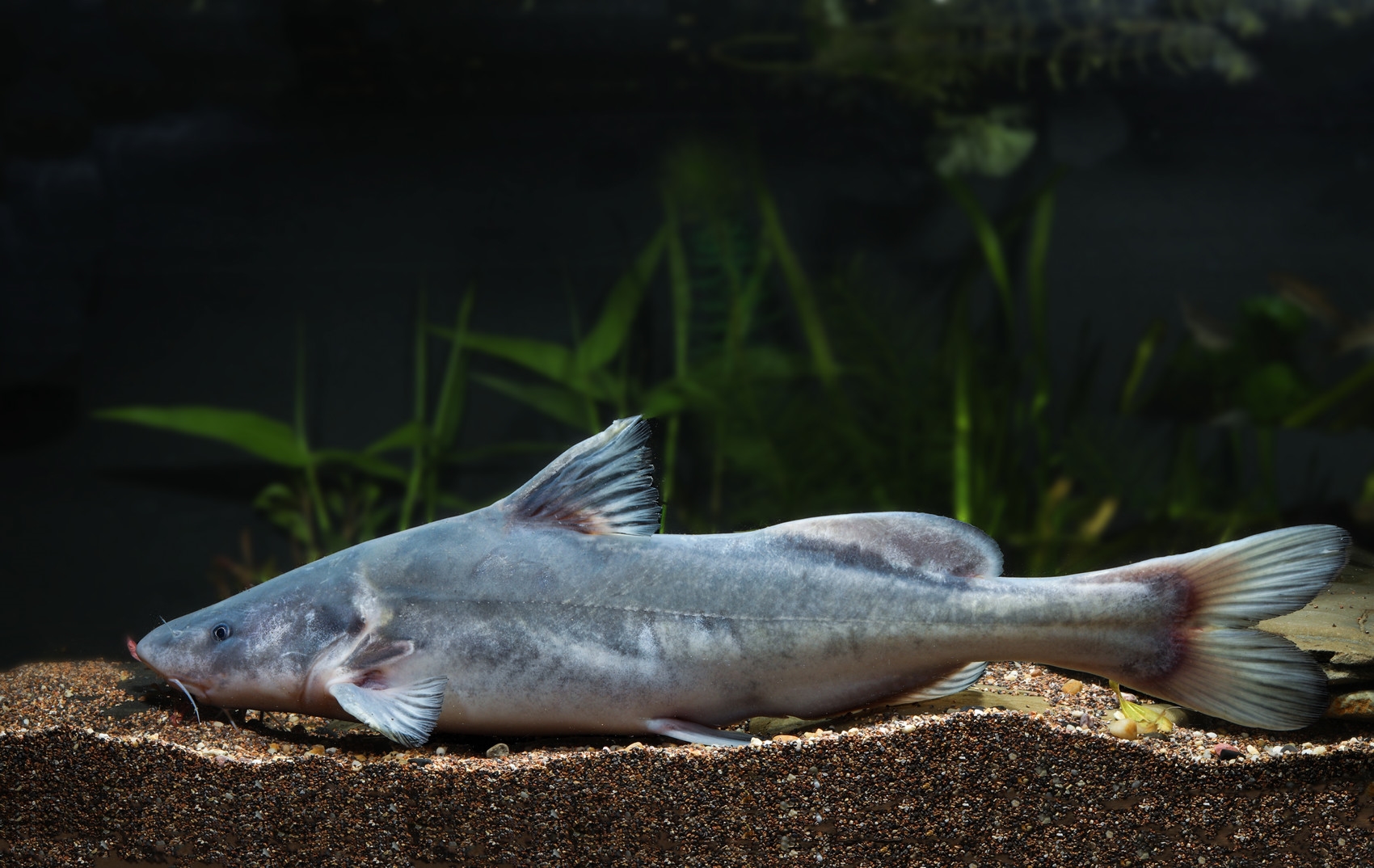 审查的水产新品种进行公示,"四川造"长吻鮠新品种"川江1号"位列其中