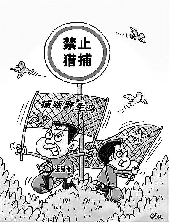 (韩娜)国家明文规定禁止非法猎捕野生动物,可偏有一些所谓的"爱鸟人士