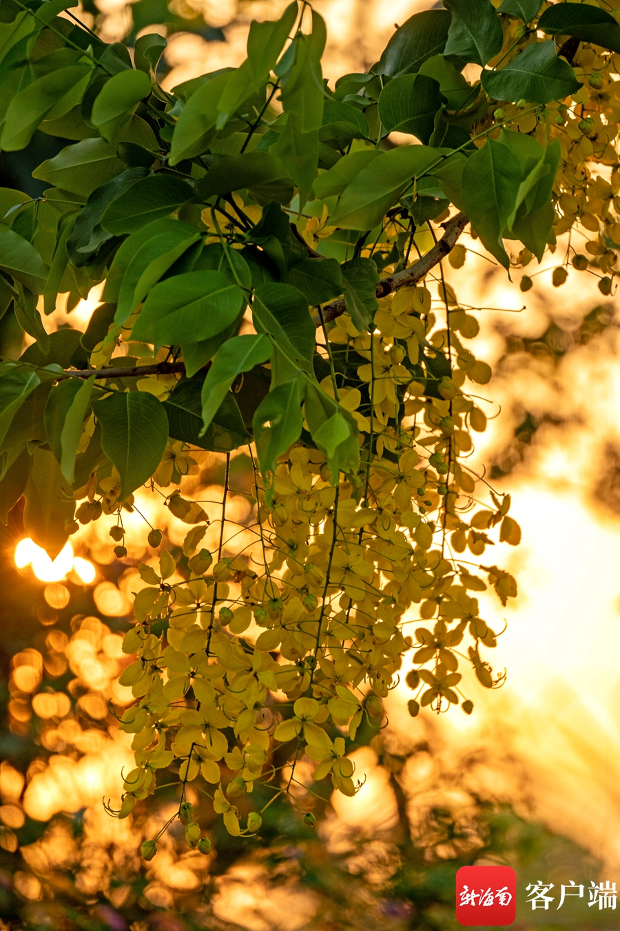海口街头腊肠花绽放 夏日"黄金雨"随风飘