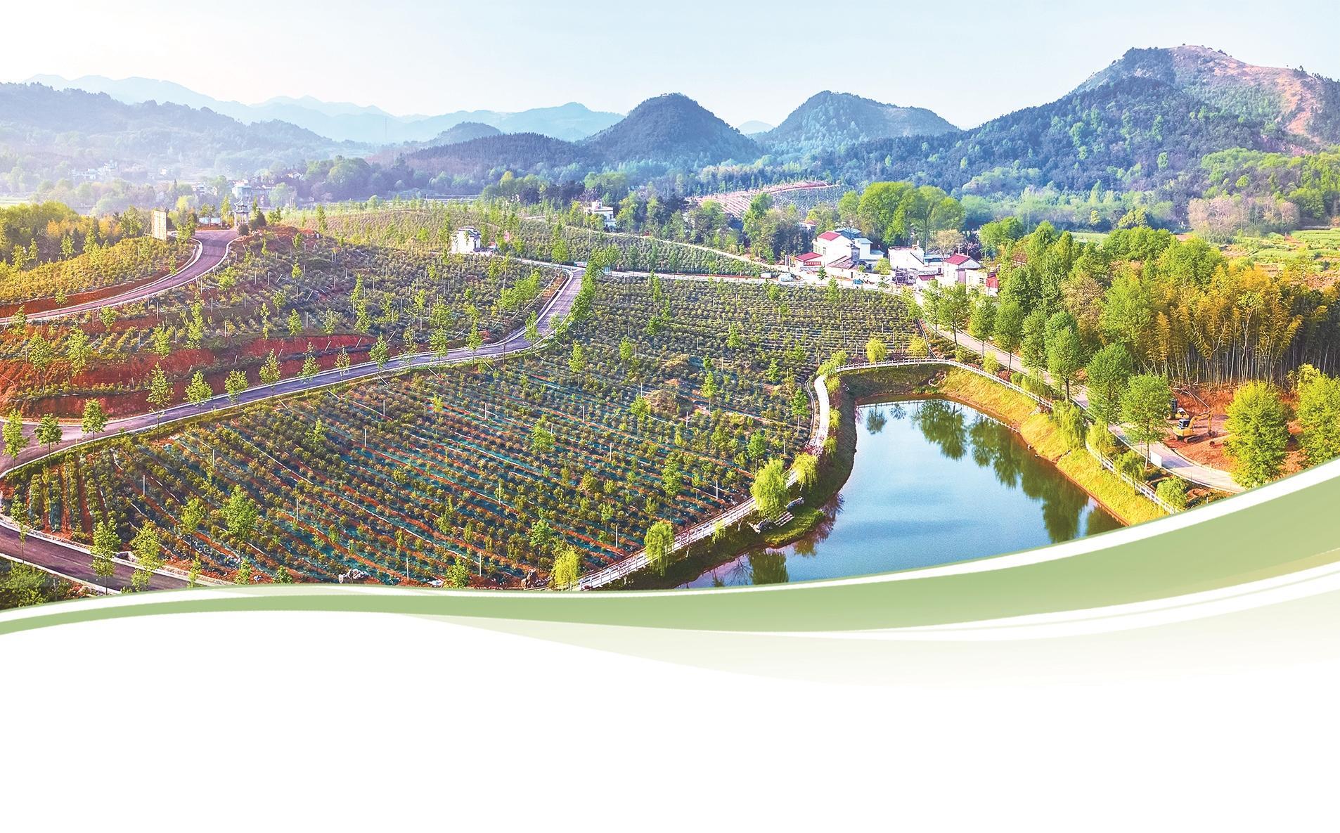 怀宁县黄墩镇栗山蓝莓园.本报通讯员 黄国华 摄