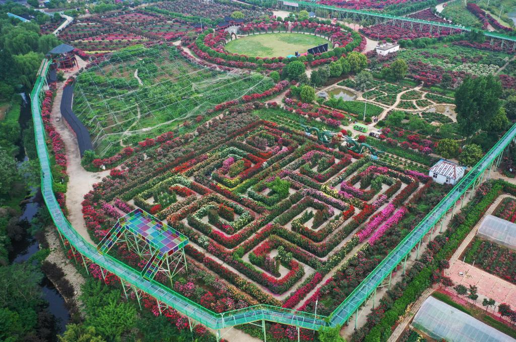 这是5月5日拍摄的南阳月季博览园(无人机照片).新华社记者 张浩然 摄
