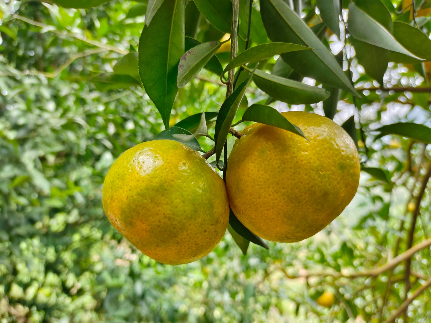 广西浦北大红柑种植面积突破10万亩