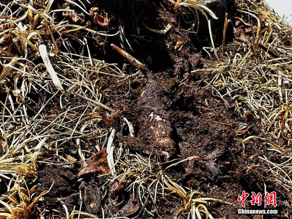 图为挖出的冬虫夏草.白日丁布江才摄