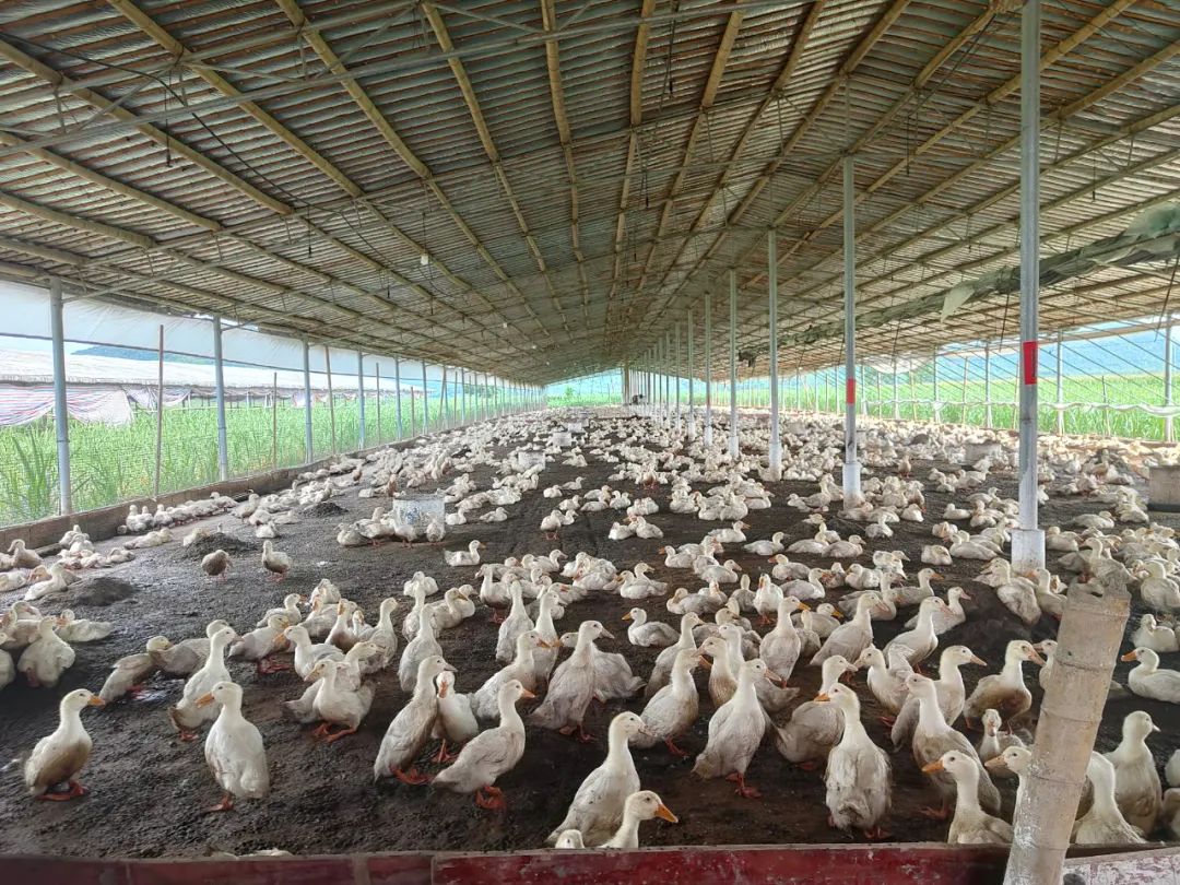 【人大风采】杨大好:当好领头雁,一心为民谋发展|人大代表_新浪财经_