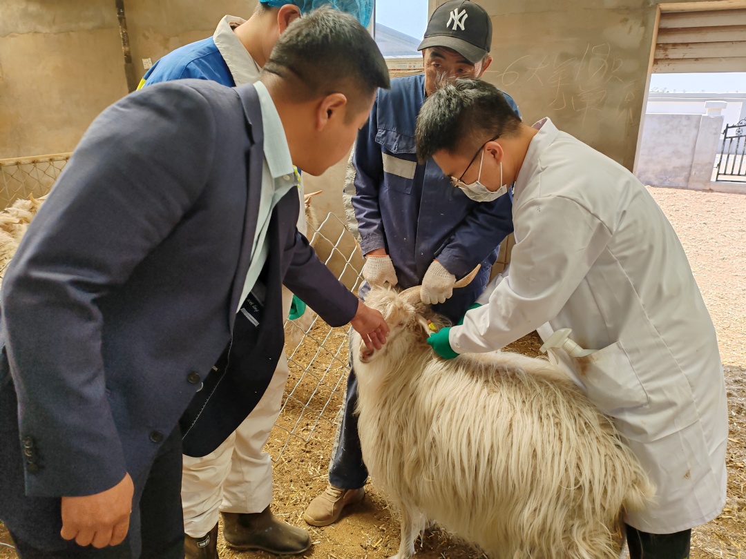 敏盖绒山羊原种繁育中心代养项目助推乡村振兴