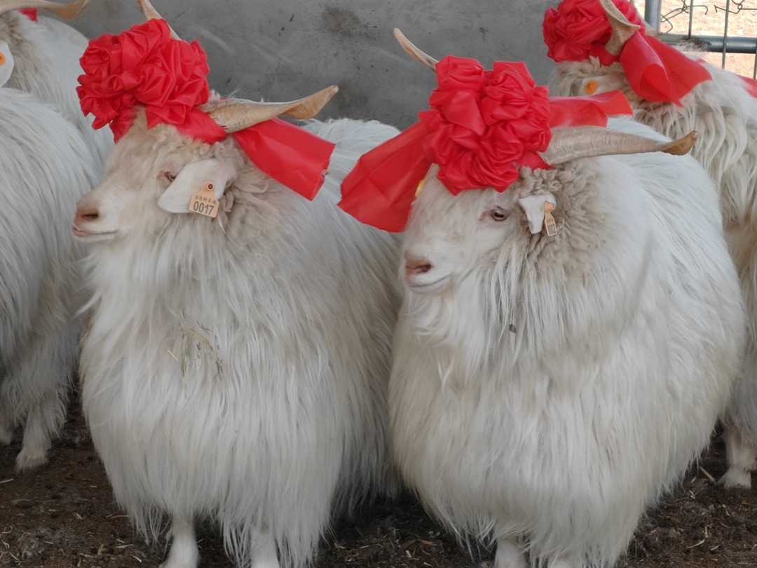敏盖绒山羊原种繁育中心代养项目助推乡村振兴