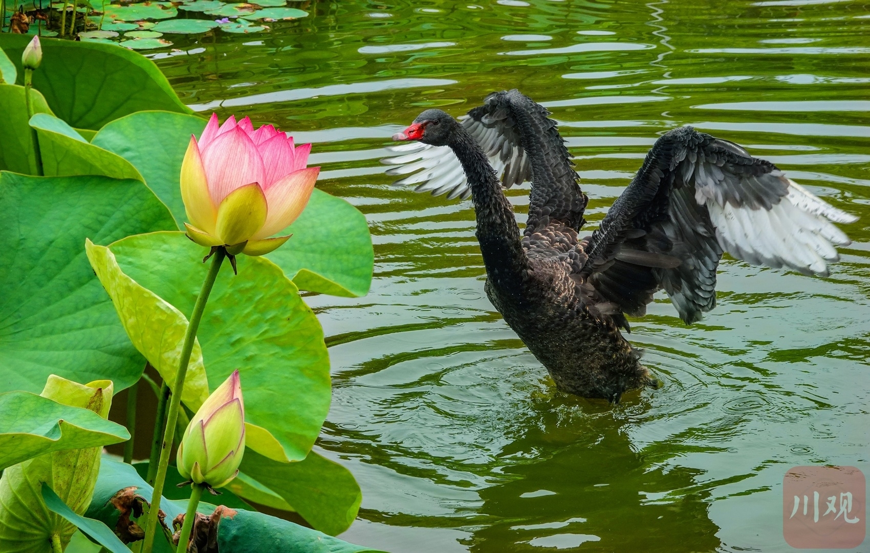 成都文化公园:黑天鹅与荷花相约在初夏|成都市_新浪财经_新浪网
