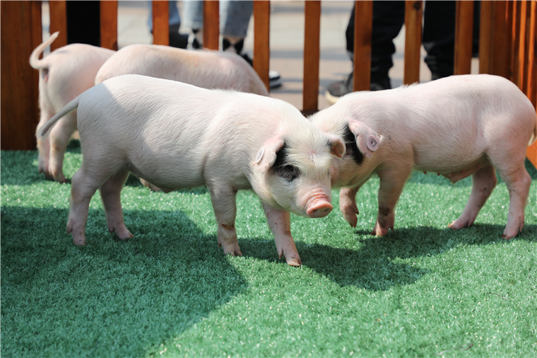 世界三大,中国八大优良种猪之一的"荣昌猪"