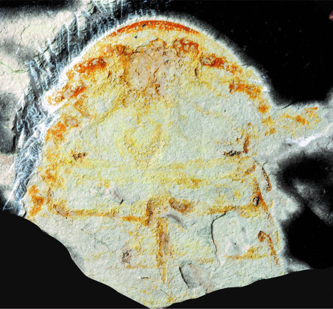 安吉古鲎化石照片(中科院南京地质古生物研究所供图)
