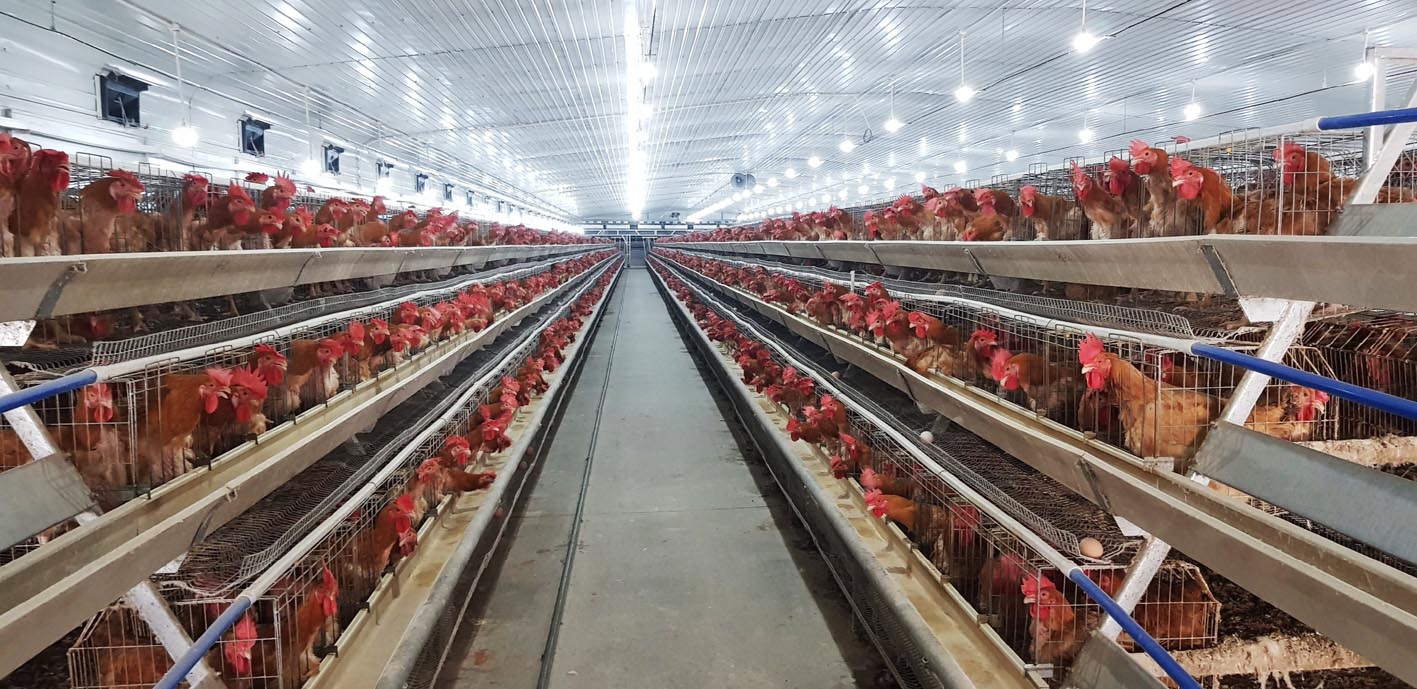 现代化鸡舍.佐春 摄